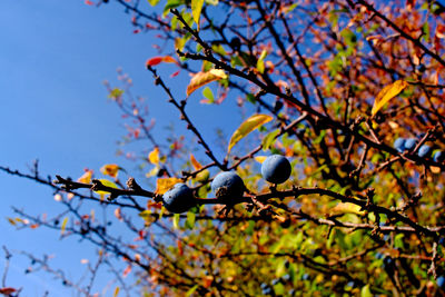 Low angle view of fruits growing on tree against sky