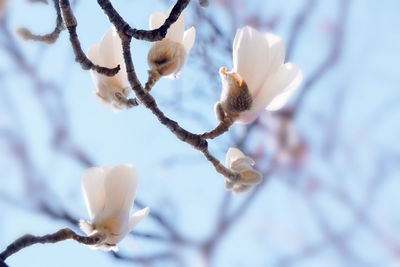 Close-up of white cherry blossom tree