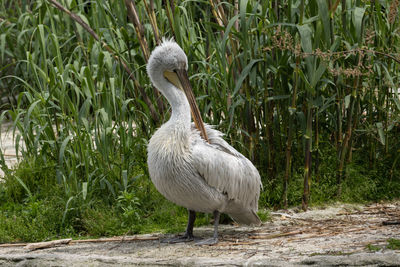 View of duck on land