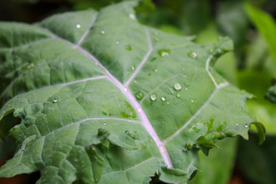 Many plants are planted in my house.