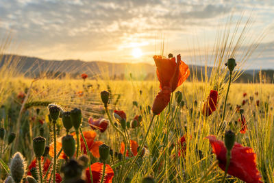 Close-up of flowering plants on field against bright sun