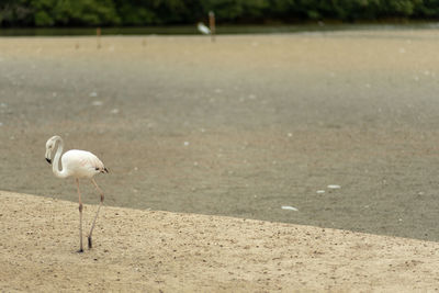 View of birds on beach