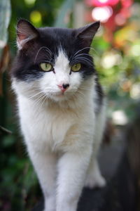 Close-up portrait of cat