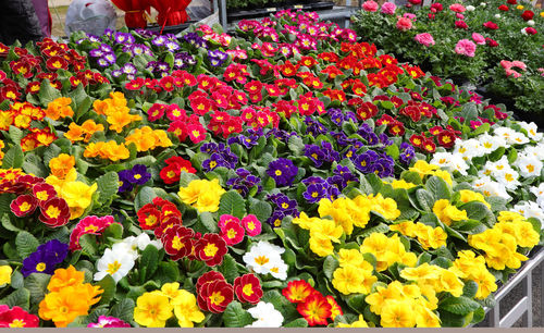 Multi colored tulips in bloom