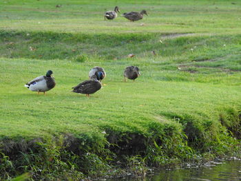 Flock of ducks in a field