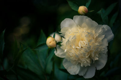 Close-up of white flowering plant