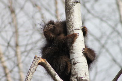 Low angle view of monkey on tree