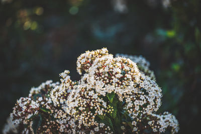 Close-up of white flowering plant