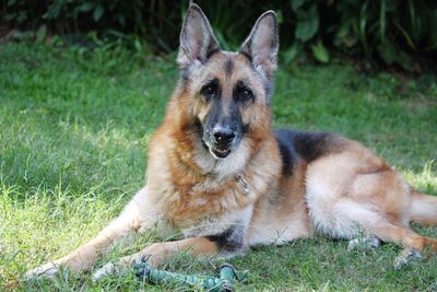 Portrait of dog sitting on grass