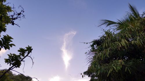 Low angle view of palm trees against blue sky