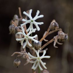 Close-up of wilted plant