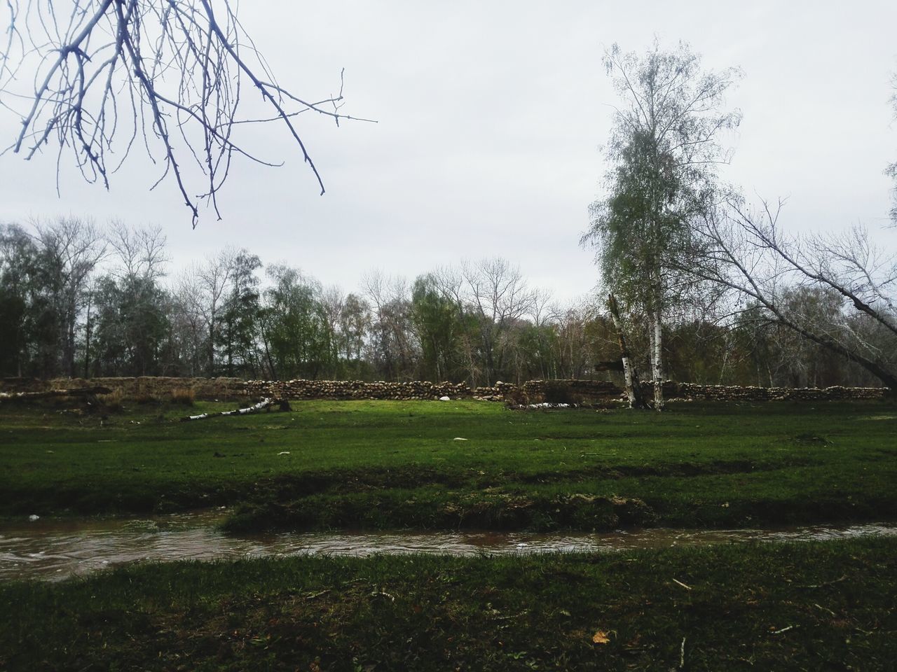 grass, tree, field, landscape, nature, day, bare tree, no people, tranquility, sky, outdoors, green color, scenics, beauty in nature, growth, branch, animal themes, golf course