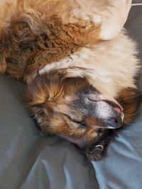 High angle view of dog sleeping on bed