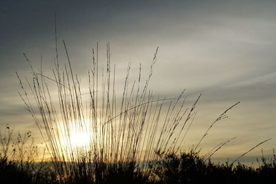 Close-up of silhouette plants on field against sky during sunset