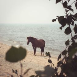 View of dog on beach