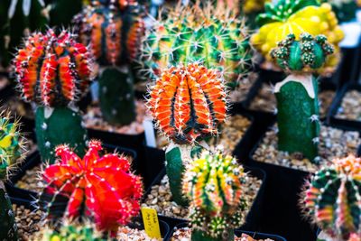 Close-up of succulent plant , full color cactus