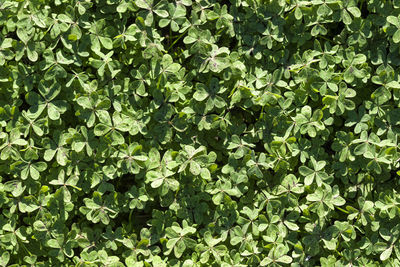 Full frame shot of plants