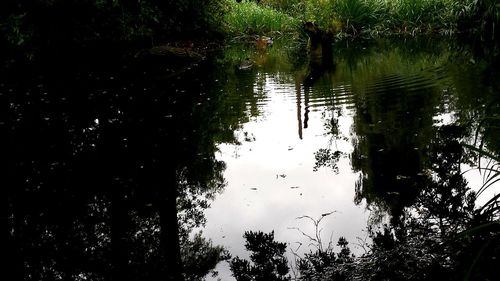 Reflection of trees in water