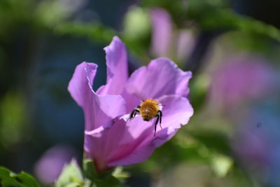 Close-up of insect on purple flower