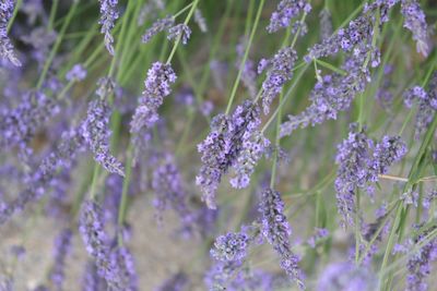 Close-up of purple flowering plants on field