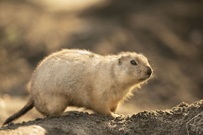 Close-up of an animal on rock