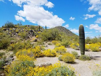 Close-up of yellow cactus plants against sky