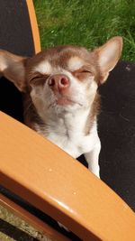 Close-up portrait of a dog