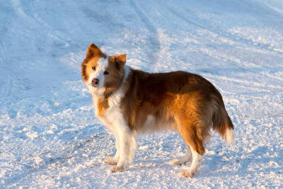 Brown and white border collie standing in snow during the late afternoon golden hour