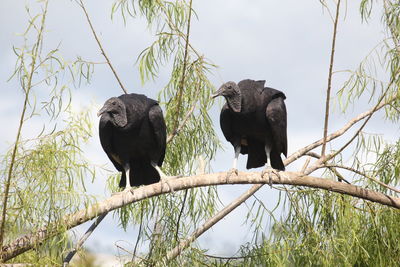 Low angle view of birds perching on tree against sky