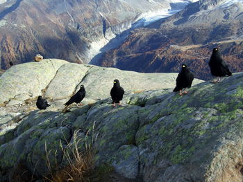 Rear view of birds perching on rock