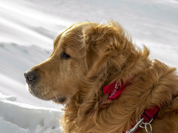 Close-up of dog on snow