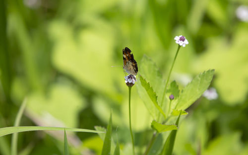 Close up of a crescent butterfly on a wildflower