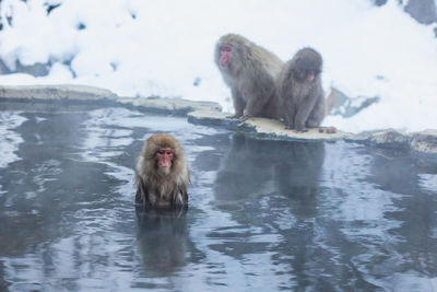 Monkeys in a lake
