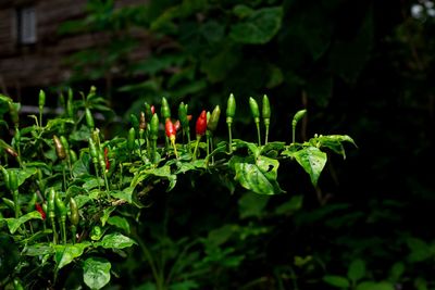 Close-up of red flowering plant