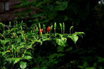 Close-up of red flowering plant