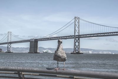 Seagull on railing against bay bridge over san francisco bay