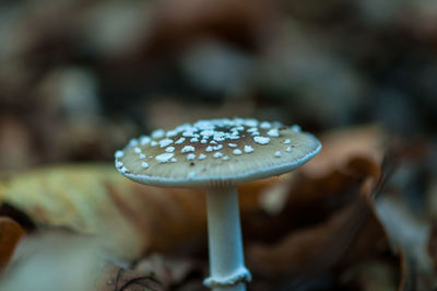 Close-up of mushroom growing on field