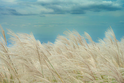 Low angle view of wheat field against sky