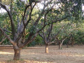 Trees in forest