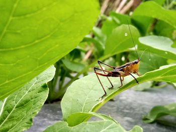 Locust animal wildlife