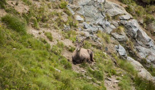 View of sheep on rock