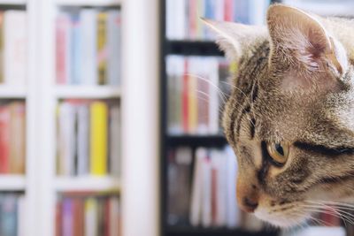 Close-up of cat by bookshelves