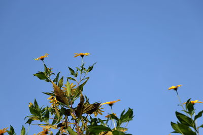 Low angle view of flowering plants against blue sky