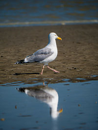 Seagull perching on a beach