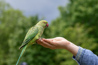 Cropped image of hand holding parrot perching outdoors