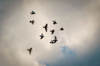 Low angle view of birds flying in sky