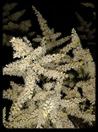 Close-up of white flowers