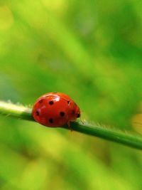 Close-up of ladybug on plant