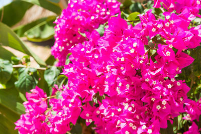 Close-up of pink flowering plant