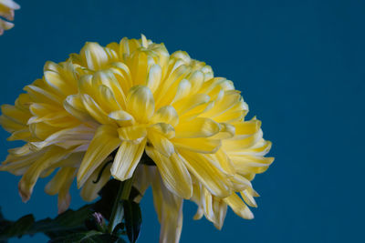 Close-up of yellow flower against blue background